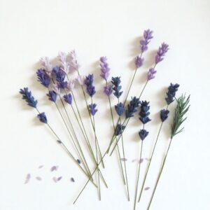 Lavender150