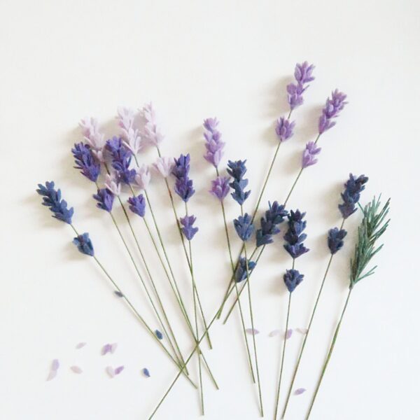 Lavender stem