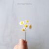 Mini Flower Selection Daisy