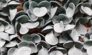 Felt eucalyptus close up