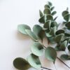 Eucalyptus blue green 1 Eucalyptus blue green 1