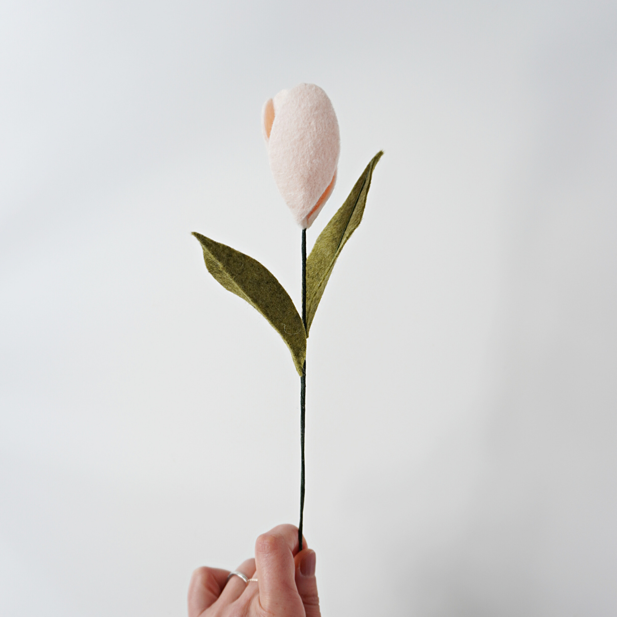 Tulip flower single stem