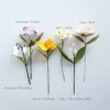 Birth flower collection by month 3 Birth flower collection by month 3