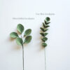 Eucalyptus blue green option Eucalyptus blue green option