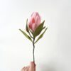 Protea Single Stem Protea Single Stem