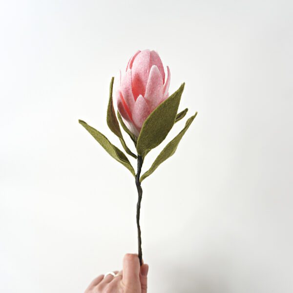 Protea Single Stem Protea Single Stem