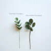 Mini Eucalyptus blue green option Mini Eucalyptus blue green option