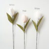 Tulip Optoin Tulip Optoin