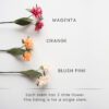2 Globe amaranth color option