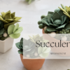 felt succulents pot arrangement mini course image